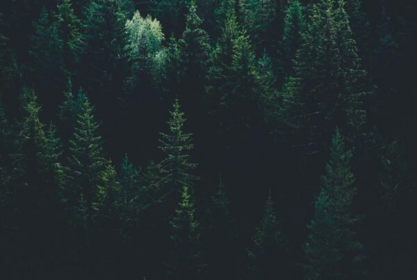 evgeni evgeniev LPKk3wtkC g unsplash 2
