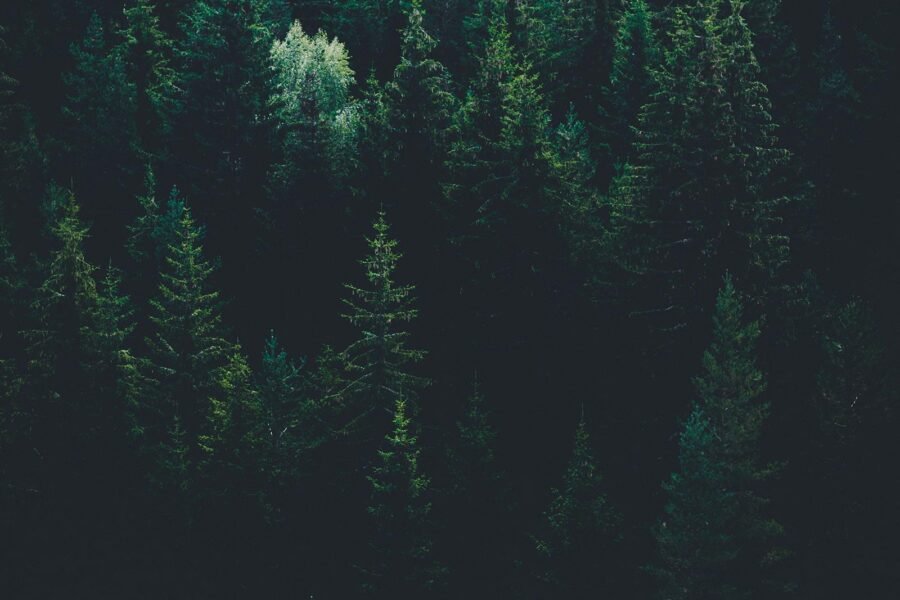 evgeni evgeniev LPKk3wtkC g unsplash 2